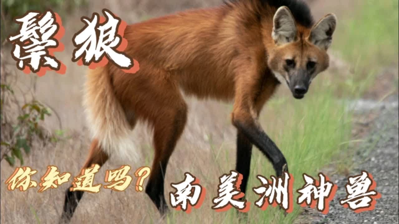 南美洲神兽，鬃狼，是全球十大濒临灭绝动物之一 - YouTube
