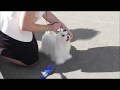 Мальтезе, видео с выставки собак