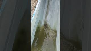 jbl speaker jumping water testing in pipe sleeping #shortsvideo