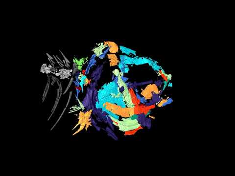 CT Scan of Fossil Fish Acronichthys maccagnoi