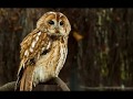 Голоса птиц. Серая неясыть. (tawny owl song)