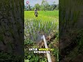 Kamu harus tau! Inilah pentingnya mengukur ketinggian air #shortsyt #waterlevel #watermonitoring