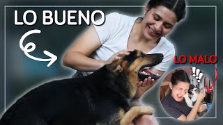 Qué sucede cuando tienes MUCHAS mascotas; Ventajas y Desventajas | Selena Mendivil by Selena Mendivil 273 views 2 years ago 8 minutes, 15 seconds