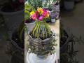 Recycling plastic bottles turned into flower pots easy, portulaca pruning plant