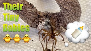 My Pet Wolf Spiders - Mom, Dad, and Their Newborn Babies (Remarkable Growth!)