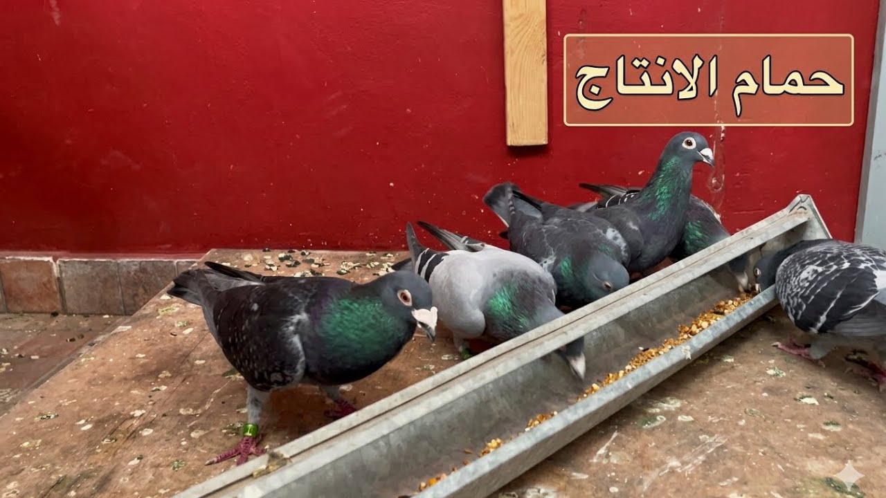 توليعة في الحمام الزاجل🕊️+ إستعداد لموسم الإنتاج🕊️❤️