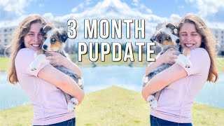 A Day in the Life of My 3 Month Old Australian Shepherd | 3 Month Old Pupdate | 3 month puppy update
