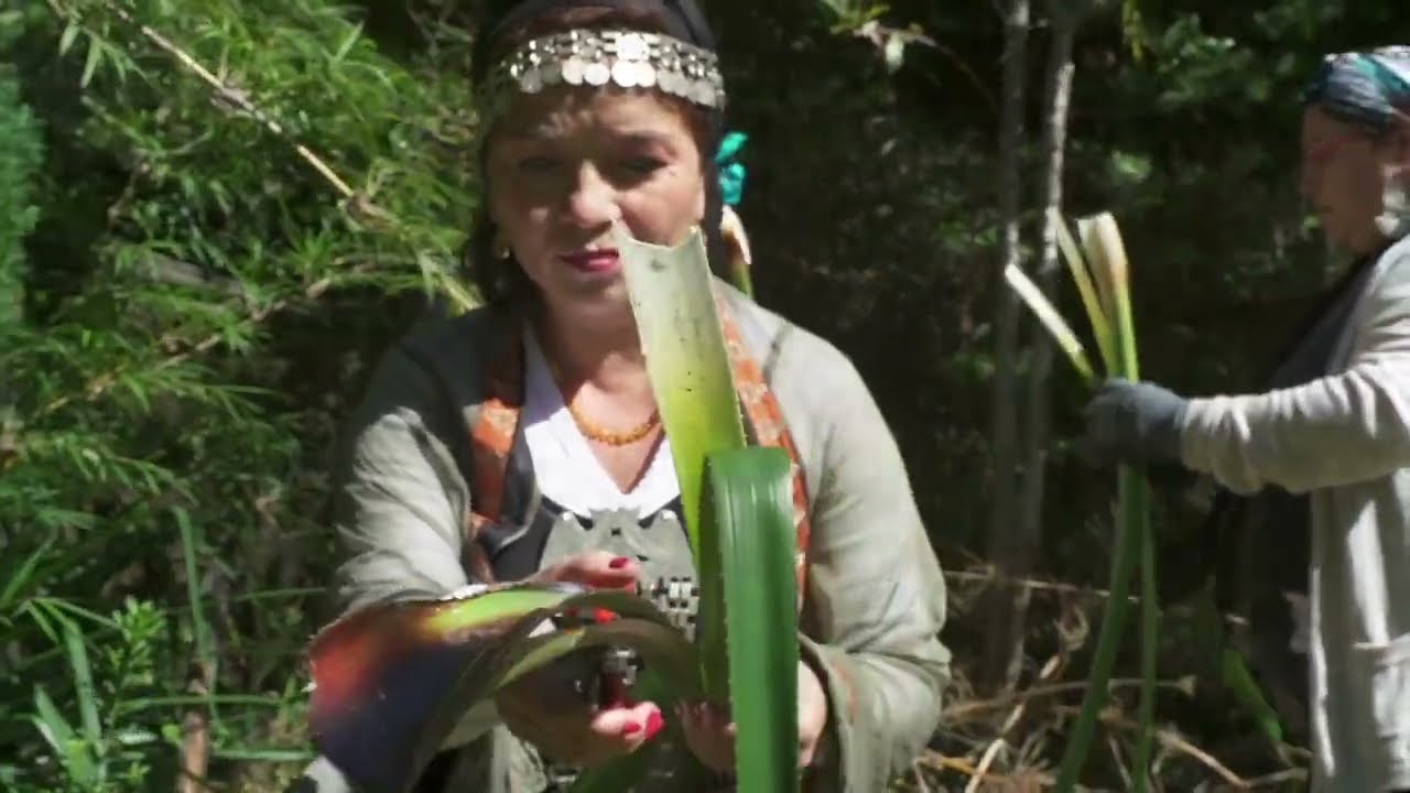 Cesteria mapuche  Hilos del bosque parte 1 Recoleccion con cosmovision