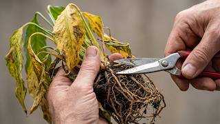 Use This Method On Your Collapsed Peace Lily. Watch What Happens In 60 Days screenshot 4