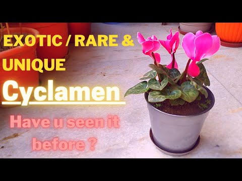 ቪዲዮ: Cyclamen ከዘሮች (21 ፎቶዎች) - በቤት ውስጥ ደረጃ በደረጃ ማልማት። የ Cyclamen ዘሮች ምን ይመስላሉ እና እንዴት በትክክል ይተክላሉ?