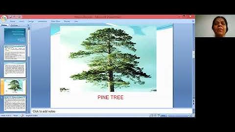 Pinus external morphology