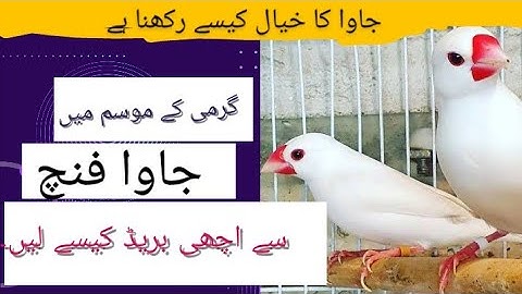 Java Sparrow Summer Care| Java Finch Summer Food