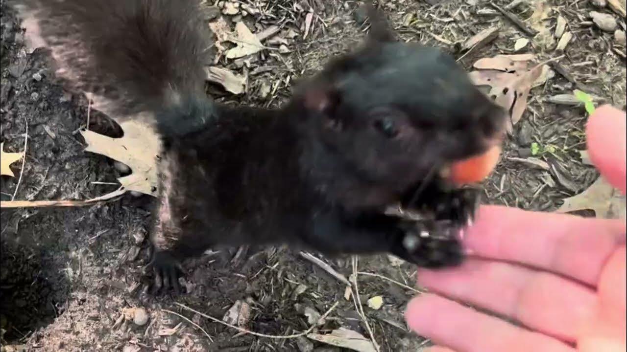 Squirrel Chases in the Trees and Mating Day Chase Sounds YouTube