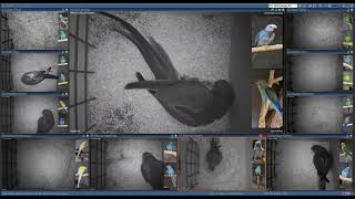 Indian Ringneck Parrots Manchester Breeding Season 2025
