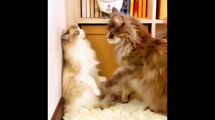 Mačak zavodi mačku: Poljubac koji će vas nasmijati do suza! 😂🐾