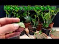Easy way to propagation Zamioculcas plant / ZZ plant