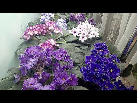 Лучший сезон для пересадки фиалки!