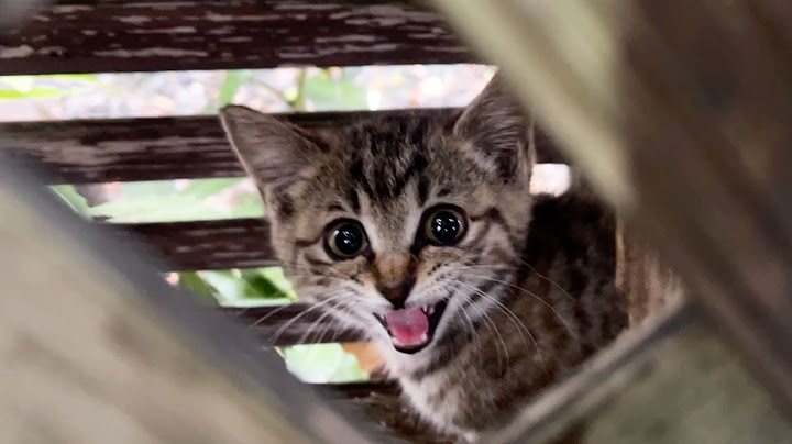 [Emergency] We rescued a crying kitten stuck between a fence in the rain...