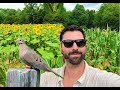 Sunflowers corn  millet oh my  dove field update  dove farming 2023