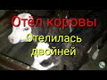 Отел коровы/ Корова отелилась двойней/Две тёлочки
Calving cows/ The cow turned a twin/Two Chicks