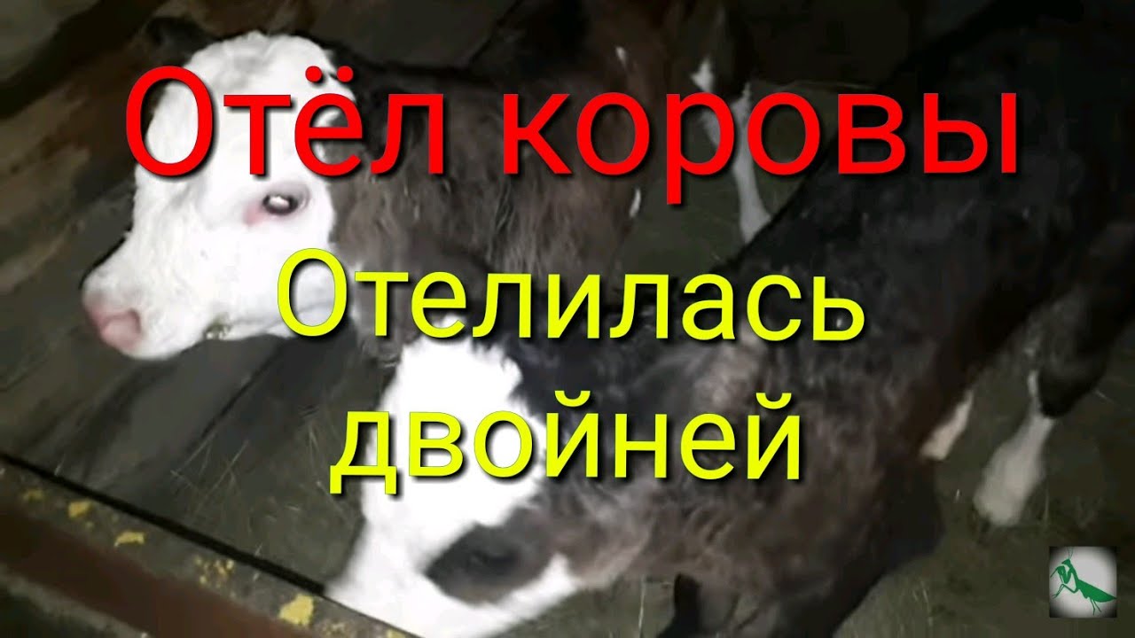 Отел коровы/ Корова отелилась двойней/Две тёлочкиCalving cows/ The cow turned a twin/Two Chicks