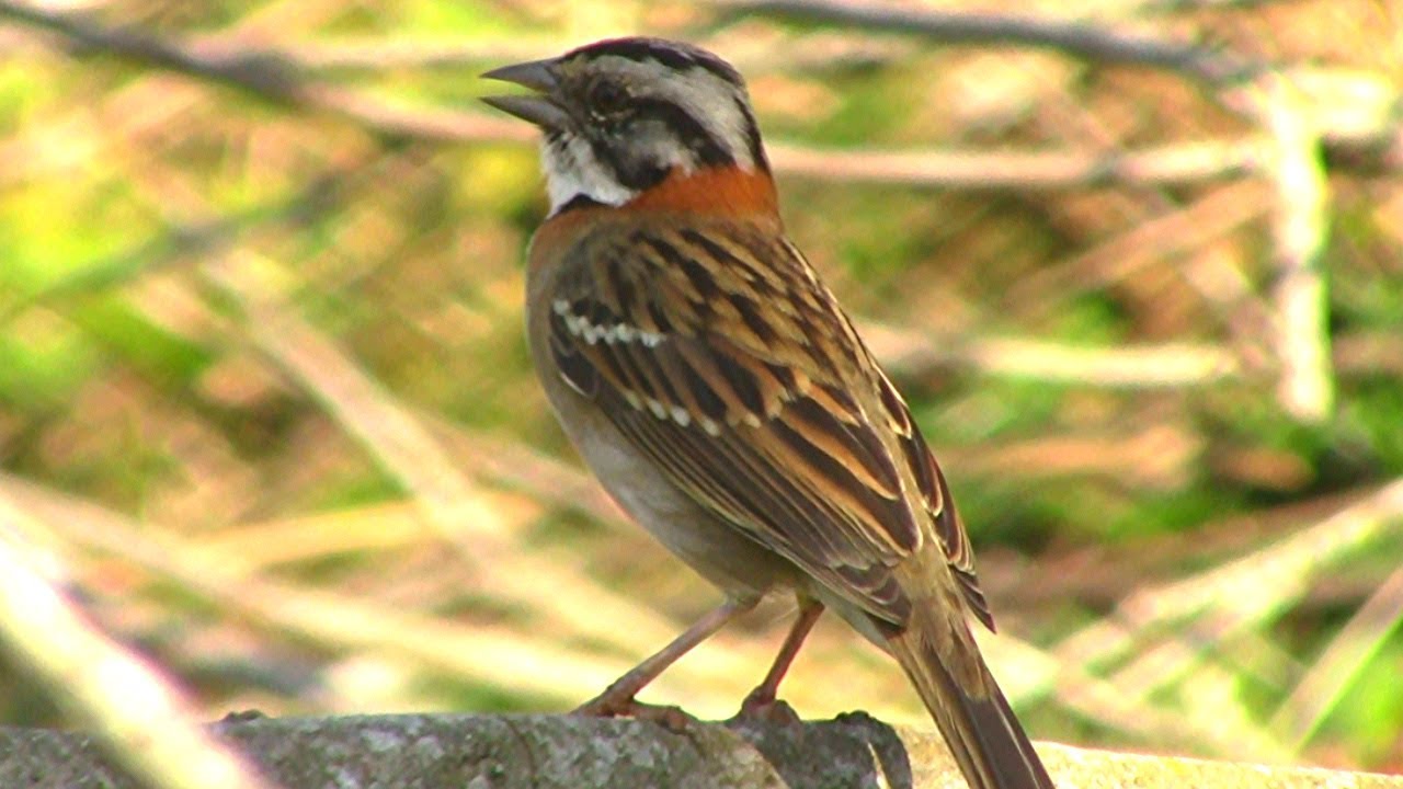 Canto Do Tico Tico Jesus Meu Deus Tico Tico Aprendendo A Cantar Youtube