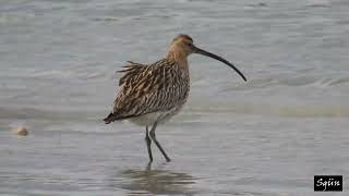 Kervan Çulluğu 4 - Eurasian Curlew Numenius Arquata