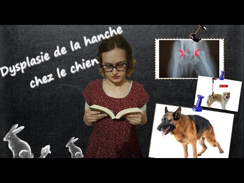 Vidéo: Dysplasie De La Hanche Chez Le Chien (partie 2) : Le Vrai Coût Du Diagnostic