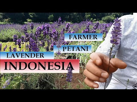 Video: Bertani Lavender – Tips Menanam Ladang Lavender