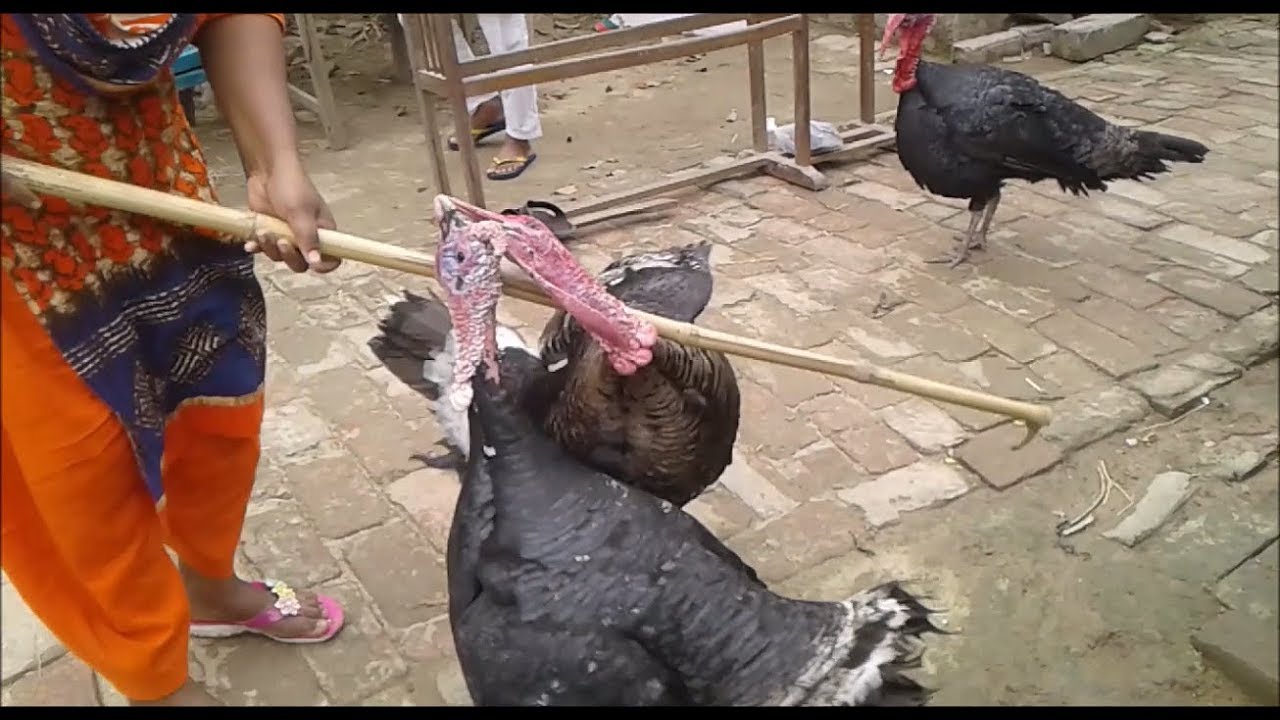 Chicken Fighting Amazing Chicken Fighting Turkey Bird Fighting