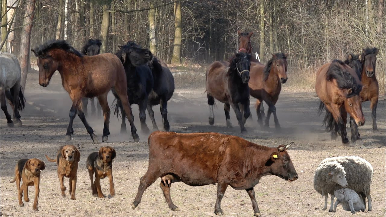 Zimowe obrządki w gospodarstwie Agroturystycznym u Państwa Kuśnierz