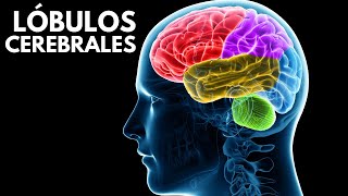 Los LÓBULOS CEREBRALES, sus funciones, ubicación y características🧠