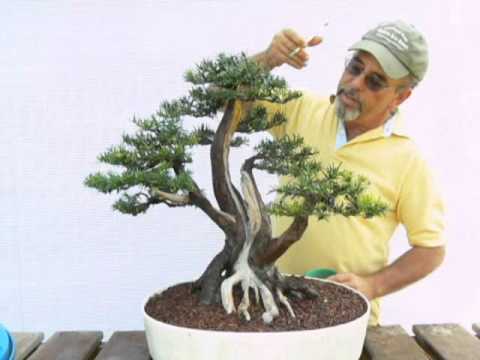 Bleaching Deadwood for Bonsai