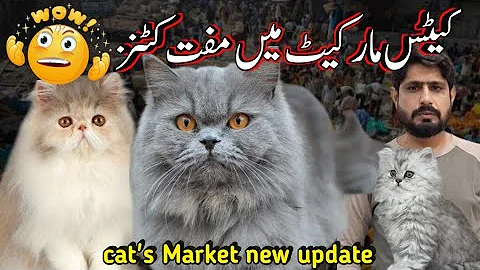 Video 11883721: persian, cat kittens lovers, cat kitten cute