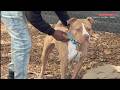 Runaway dog returns home nearly 2 years after going missing in Cincinnati