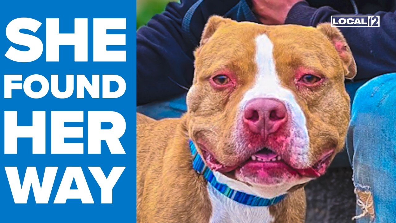 Runaway dog returns home nearly 2 years after going missing in ...