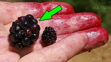 What fruit is genetically modified?