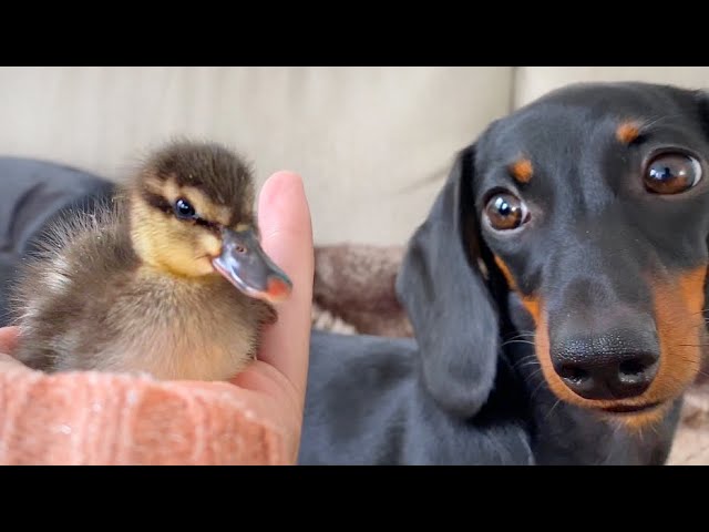 Little duckling and Dachshunds.