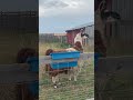 Pedro the Llama looking for oats