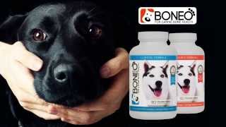 Boneo Canine® All in One Bone and Joint Supplement for Dogs by Bio Rep Animal Health 1,340 views 10 years ago 1 minute, 21 seconds