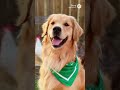 Golden retriever collection #goldenretriever #pets #puppy