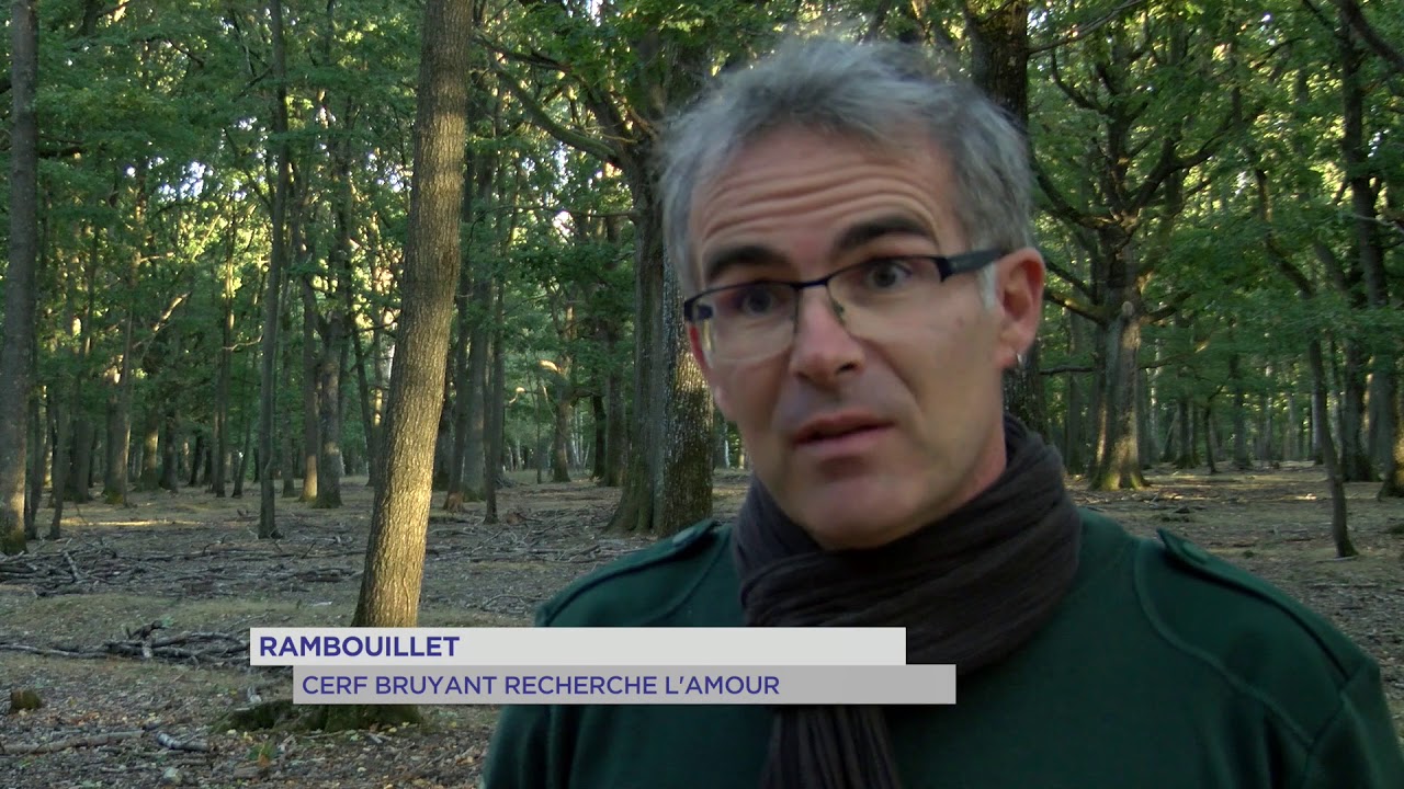 rambouillet-cerf-bruyant-recherche-lamour