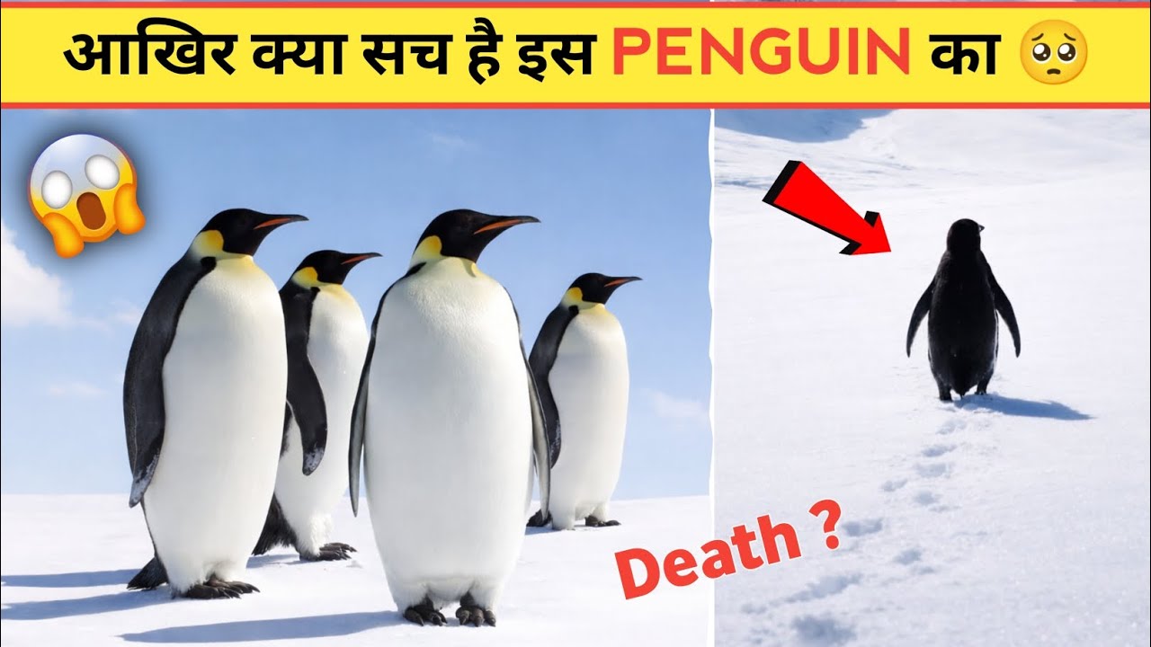 emotional penguin story 😱 penguin emotional penguin real story Penguin ki video 