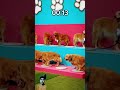 #goldenretriever #goldenretrieverpuppy #challenge #automobile #kawasaki10r #pets #puppy