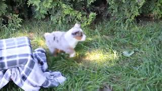 Miniature Australian Shepherd Puppies For Sale