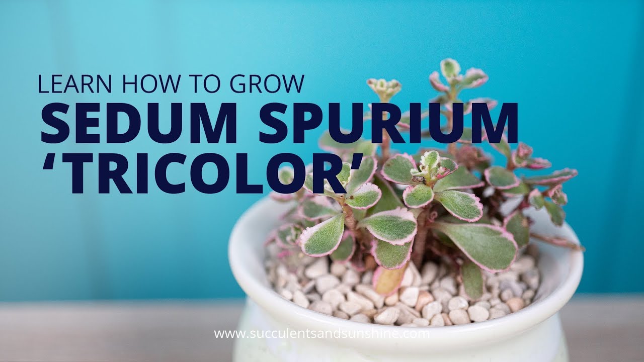 You Ll Fall In Love With Cold Hardy Sedum Spurium Tricolor Youtube