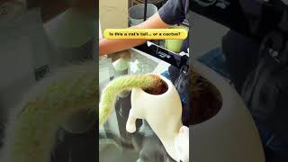 Cat tail or Cactus 🌵 #kidsfun #gardening #naturelovers #cactus us