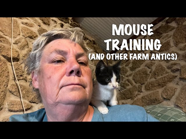 MOUSE TRAINING AND OTHER FARM ANTICS / OFF-GRID HOMESTEAD class=