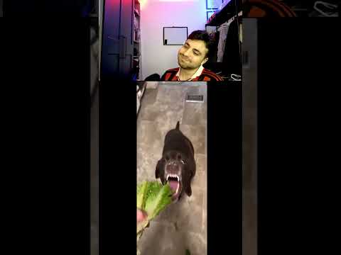 BEST Too Real! – Try Not to Laugh Challenge Compilation #100