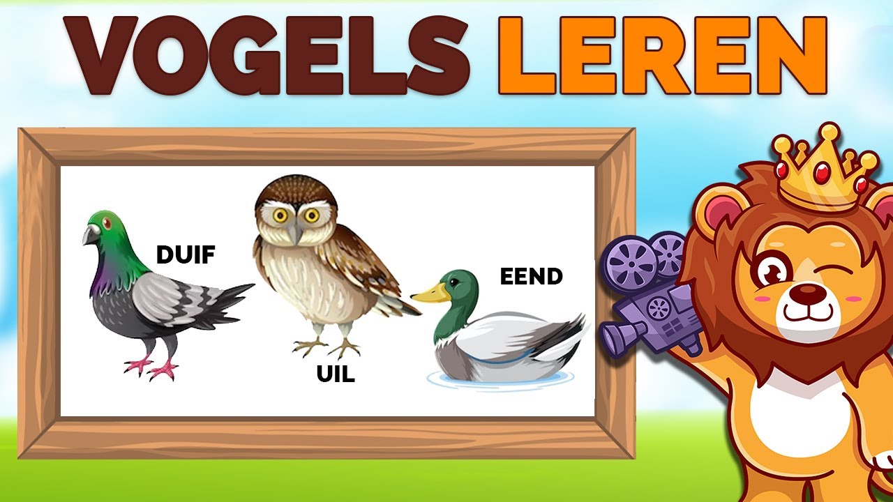 Vogels Leren 🐦 | Vogels Leren Herkennen | NL Gesproken ✅